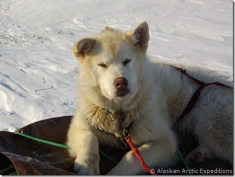 Howdy on the sled 