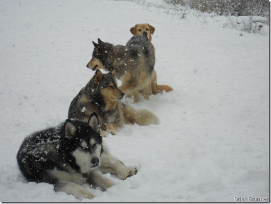 Brian & Barb's Dogs