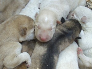 pups3