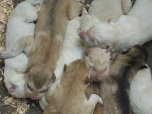 pups1